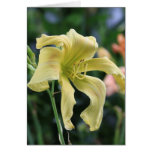 Daylily 'Vanilla Gorilla' cards