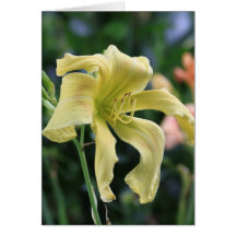 Daylily 'Vanilla Gorilla' Greeting Cards