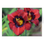 Daylily 'Velvet Eyes' cards