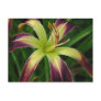Daylily 'Waiting in the Wings'