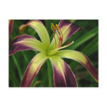 Daylily 'Waiting in the Wings' postcards