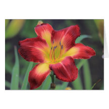 Daylily 'Wispy Rays' Cards