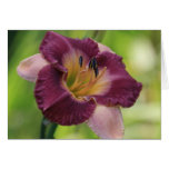 Daylily 'Wizard's Wish' cards