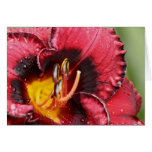 Daylily 'Wolverine Eyes' cards