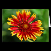 Dazzle Delight cards