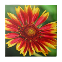 Dazzle Delight tiles