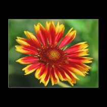 Dazzle Delight postcards