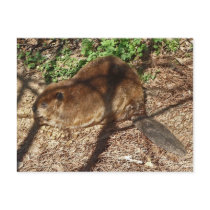 DC- Funny Beaver Postcard