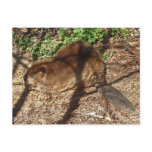 DC- Funny Beaver Postcard