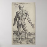 De Humani Corporis Posters