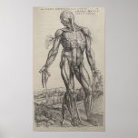 De Humani Corporis posters