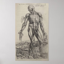 De Humani Corporis Posters