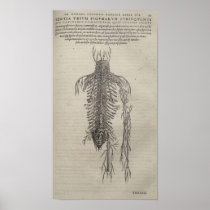 De Humani Corporis Posters
