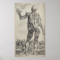 De Humani Corporis Posters
