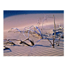 Dead Branches, Dunes Postcards