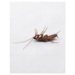 Dead cockroach flyers