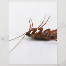 Dead cockroach flyer design
