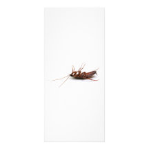 Dead cockroach full color rack card