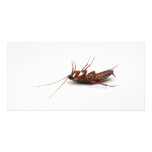 Dead cockroach photo cards