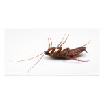 Dead cockroach photo greeting card