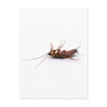 Dead cockroach postcards