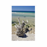 Dead Dry Tree On The Beach In Albania photo sculptures