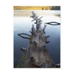 Dead Log in Water postcards