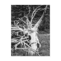 Dead Tree Black and White Photograph Postcard