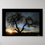 Dead Tree Sunset Posters