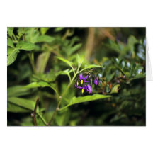 Deadly Nightshade Cards