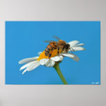 Dear Bee Poster