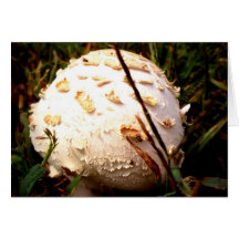 Death Angel Mushroom Cards