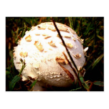 Death Angel Mushroom Postcards