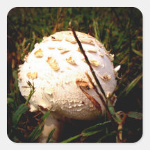 Death Angel Mushroom Sticker