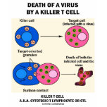 Death Of A Virus By A Killer T Cell (Immunology) t-shirts
