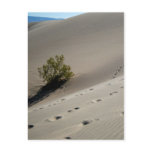 Death Valley Dunes 4 Postcards