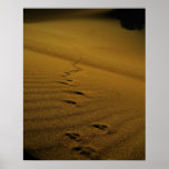 Death Valley Poster