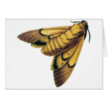 Death's Head Hawk Moth Cards