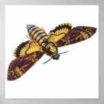 Death's Head Hawk Moth Poster