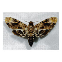 Death's Head Hawkmoth Acherontia Lachesis Photo