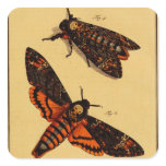 Death's Head Moth stickers