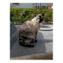 Debbie the boat cat post cards