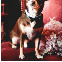Debonaire Dog Canvas Prints