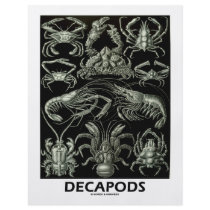 Decapods Flyer Design