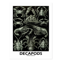 Decapods Postcards