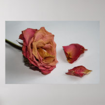 Decaying rose print