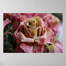 Decaying rose posters
