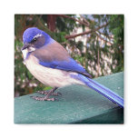 Deck Visitor Magnet