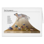 Decomposers Cards
