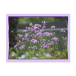 Decorative garlic blossoms postcard